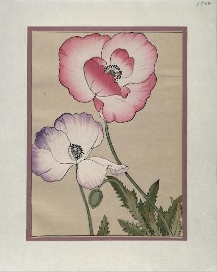 西洋草花図譜 虞美人草 POPPY（部分）一枚物 谷上広南. KOUNAN