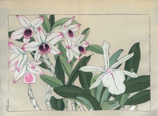 ֿ  ë幭          Western flower collection Tanigami Konan Ʋ  ʪone piece˥䡼֥