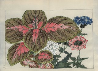 ֿ  ë幭          Western flower collection Tanigami Konan Ʋ  ʪone piece ٥