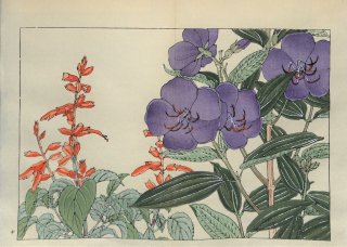 ֿ  ë幭          Western flower collection Tanigami Konan Ʋ  ʪone pieceð 饹ȥ