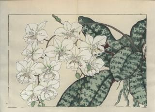 ֿ֡  ë幭   Western flower collection Tanigami Konan Ʋ  ʪone piece˥եΥץ