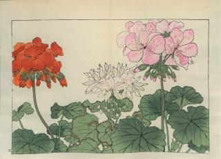 ֿ֡  ë幭          Western flower collection Tanigami Konan Ʋ  ʪone pieceŷ ˥