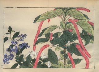 ֿ  ë幭          Western flower collection Tanigami Konan Ʋ  ʪone pieceˤΤ.