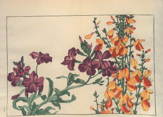 ֿ֡  ë幭  Western flower collection Tanigami Konan Ʋ  ʪone piece˿粧  etc.