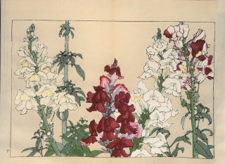 ֿ֡  ë幭 Western flower collection Tanigami Konan Ʋ  ʪone piece˶ ե̥