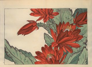 ֿ֡  ë幭  Western flower collection Tanigami Konan Ʋ  ʪone piece)  ; ҥ塼