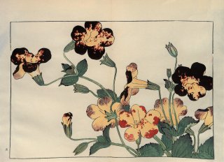 ֿ  ë幭          Western flower collection Tanigami Konan Ʋ  ʪone piece)  ݵ 塼å