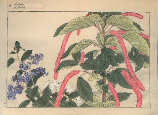 ֿ  ë幭          Western flower collection Tanigami Konan Ʋ  ʪone piece)  ե.إꥪȥ