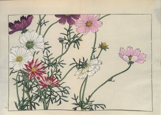 ֿ  ë幭          Western flower collection Tanigami Konan Ʋ  ʪone piece)  .⥹