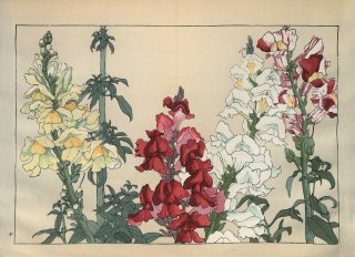 ֿ  ë幭          Western flower collection Tanigami Konan Ʋ  ʪone piece)  .ե̥
