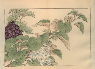 ֿ֡  ë幭 Western flower collection Tanigami Konan Ʋ  ʪone piece)  饤å