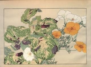 ֿ  ë幭  Western flower collection Tanigami Konan Ʋ  ʪone piece)  ɩ etc