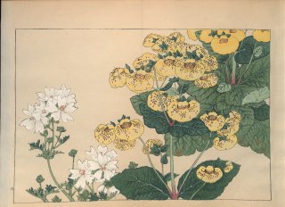 ֿ֡  ë幭    Western flower collection Tanigami Konan Ʋ  ʪone piece)  