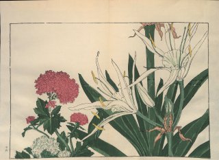 ֿ  ë幭          Western flower collection Tanigami Konan Ʋ  ʪone piece) ֥쥿etc