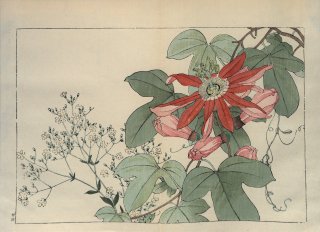 ֿ֡  ë幭 Western flower collection Tanigami Konan Ʋ  ʪone piece) .