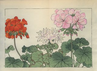 ֿ֡  ë幭  Western flower collection Tanigami Konan Ʋ  ʪone piece)˥ ŷ