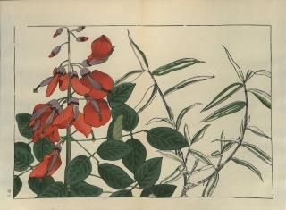 ֿ֡  ë幭  Western flower collection Tanigami Konan Ʋ  ʪone piece) ѥ˥ࡢꥹ  蘆Ӥ
