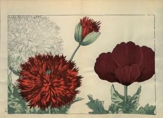 ֿ֡  ë幭  Western flower collection Tanigami Konan Ʋ  ʪone piece)  ݥåԡ 械