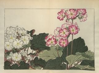 ֿ  ë幭  Western flower collection Tanigami Konan Ʋ  ʪone piece)  ץ 