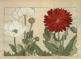 ֿ֡  ë幭  Western flower collection Tanigami Konan Ʋ  ʪone piece)  ݥåԡ 械