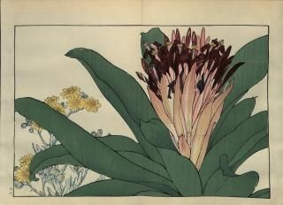 ֿ֡  ë幭  Western flower collection Tanigami Konan Ʋ  ʪone piece)ʥʥͥꥢޥ  