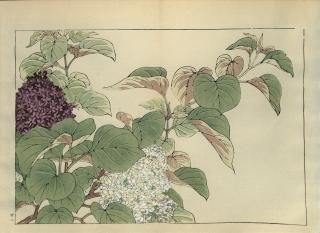 ֿ  ë幭  Western flower collection Tanigami Konan Ʋ  ʪone piece) 饤å