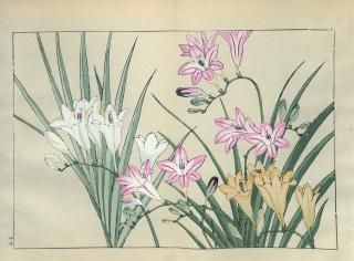 ֿ֡  ë幭  Western flower collection Tanigami Konan Ʋ  ʪone piece) ե꡼