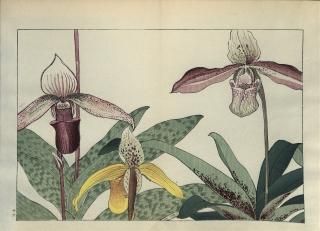 ֿ֡  ë幭  Western flower collection Tanigami Konan Ʋ  ʪone piece)ץڥ¥塼
