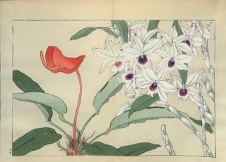 ֿ֡ ë幭 Western flower collection Tanigami Konan Ʋ  ʪone piece) ǥɥӥ塼ࡢ塼 