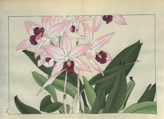 ֿ֡  ë幭  Western flower collection Tanigami Konan Ʋ  ʪone piece) 䡼󥻥åץ
