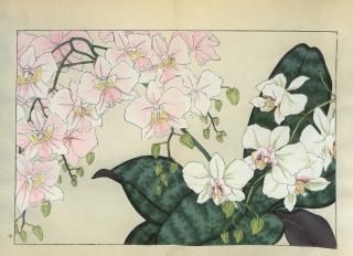 ֿ֡  ë幭  Western flower collection Tanigami Konan Ʋ  ʪone piece)եΥץ åɥޥ˥ʥetc.