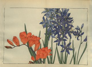 ֿ֡  ë幭  Western flower collection Tanigami Konan Ʋ  ʪone piece) ѥ󥵥 եꥸ