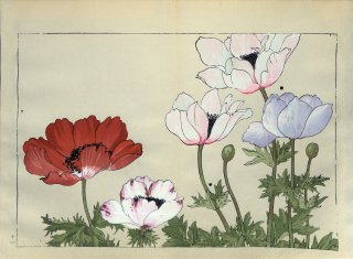ֿ֡  ë幭  Western flower collection Tanigami Konan Ʋ  ʪone piece) ͥ