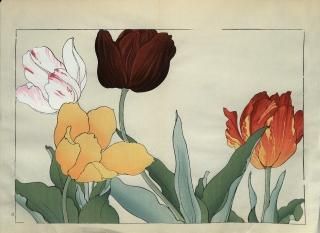ֿ֡  ë幭  Western flower collection Tanigami Konan Ʋ  ʪone piece)  塼å ݵ