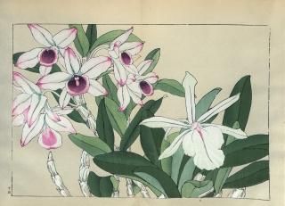 ֿ֡  ë幭  Western flower collection Tanigami Konan Ʋ  ʪone piece)䡼֥ǥɥӥ塼 