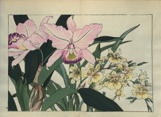 ֿ֡  ë幭  Western flower collection Tanigami Konan Ʋ  ʪone piece) ¥塼 ȥ쥢