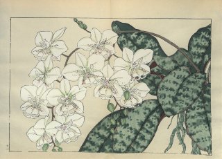 ֿ֡  ë幭  Western flower collection Tanigami Konan Ʋ  ʪone piece)  եΥץ