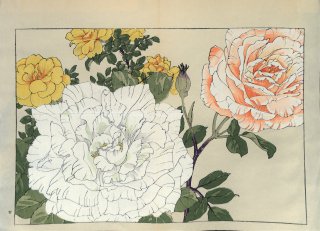 ֿ֡  ë幭  Western flower collection Tanigami Konan Ʋ  ʪone piece)  