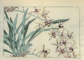 ֿ֡  ë幭  Western flower collection Tanigami Konan Ʋ  ʪone piece) ӥǥ塼