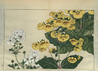 ֿ֡  ë幭  Western flower collection Tanigami Konan Ʋ  ʪone piece) 륻ꥢ٥ƥ 