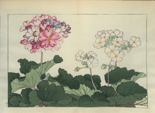 ֿ  ë幭  Western flower collection Tanigami Konan Ʋ  ʪone piece) ץ 