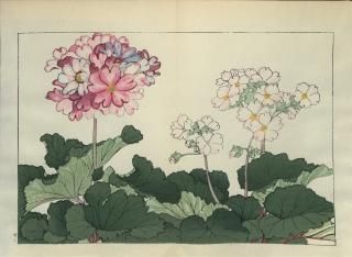 ֿ֡  ë幭  Western flower collection Tanigami Konan Ʋ  ʪone piece) ץ 