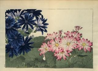 ֿ֡  ë幭  Western flower collection Tanigami Konan Ʋ  ʪone piece) ͥ