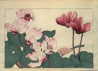 ֿ  ë幭  Western flower collection Tanigami Konan Ʋ  ʪone piece) 