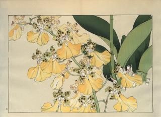 ֿ֡  ë幭  Western flower collection Tanigami Konan Ʋ  ʪone piece)󥷥ǥ塼४˥󥫥