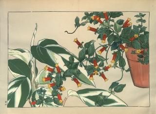 ֿ֡  ë幭  Western flower collection Tanigami Konan Ʋ  ʪone piece) ޥͥåƥޥ󥿡 