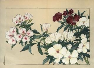 ֿ֡  ë幭  Western flower collection Tanigami Konan Ʋ  ʪone piece)  ǥ Ծ