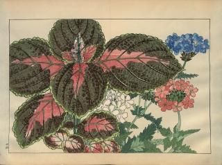 ֿ֡  ë幭  Western flower collection Tanigami Konan Ʋ  ʪone piece)   ٥ʡꥦ 