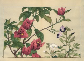 ֿ֡  ë幭  Western flower collection Tanigami Konan Ʋ  ʪone piece)  ȥ˥֡ӥ쥢