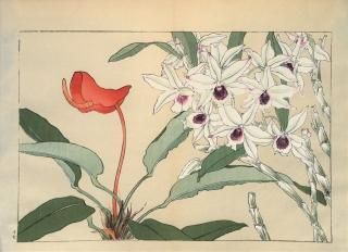 ֿ֡  ë幭  Western flower collection Tanigami Konan Ʋ  ʪone piece) ǥɥӥ塼ࡢ塼 
